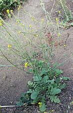 Hirschfeldia incana Plant